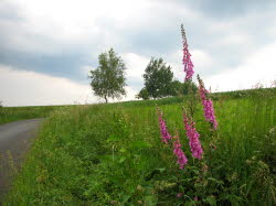 2007-06-10-18h59m41