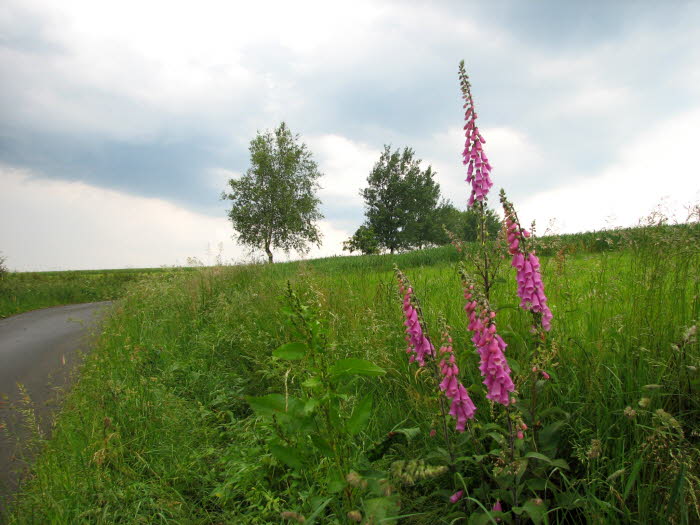 2007-06-10-18h59m41