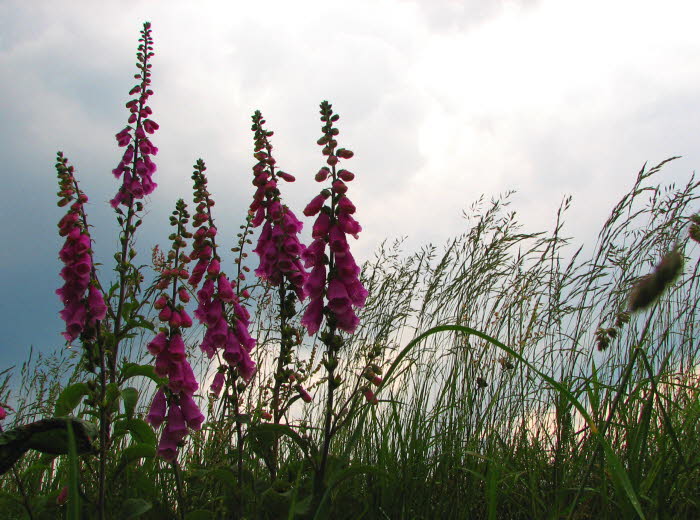 2007-06-10-19h01m01