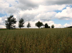 2007-07-22-11h49m15